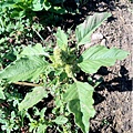 Common Pigweed