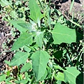 Lambs Quarter