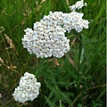 Yarrow