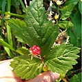 被動物吃過的 salmonberry