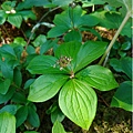 Cornus canadensis ( Canadian bunchberry, creeping dogwood)  花謝了的, 但還沒結好紅色果實