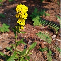 Goldenrod