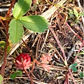 Wild strawberry