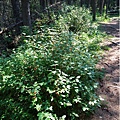 Buffalo berry bush