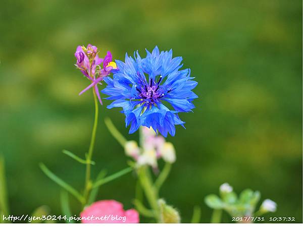 Dollarama $3 Roll out flowers栽種結果