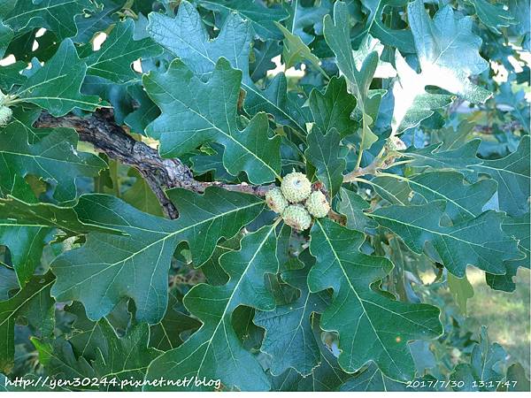 Bur Oak trees (大果櫟)