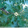 Bur Oak trees (大果櫟)