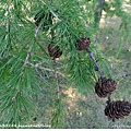 Larix laricina (Tamarack)