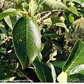 Elderberry leaf 接骨木葉