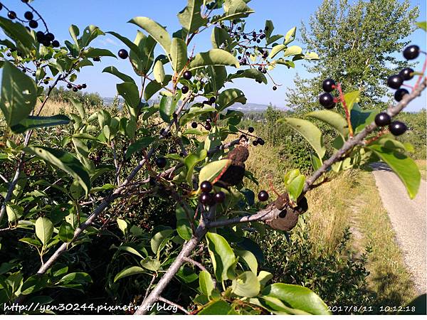 Elderberry 接骨木果實和蟲癭(insect gall)