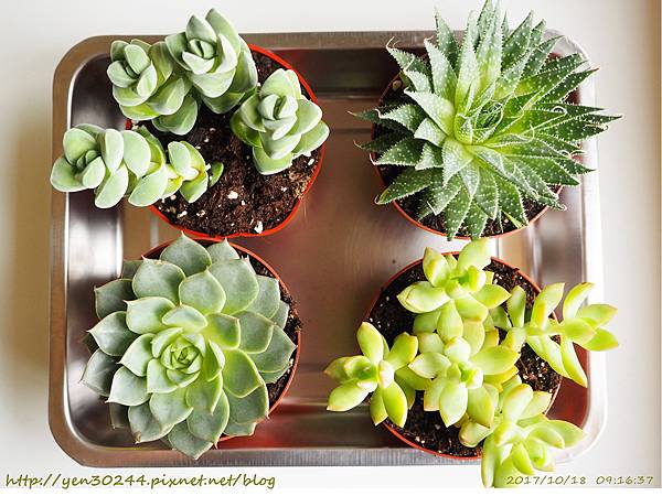 IKEA succulents 3.99%2F盆