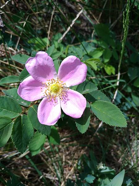 Alberta Wild Rose亞伯達省野玫瑰, 加拿大原生種