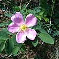 Alberta Wild Rose亞伯達野玫瑰, 加拿大原生種
