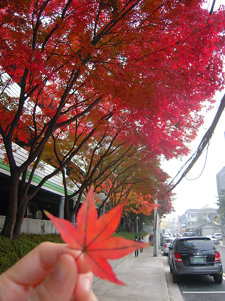 楓葉紅了 楓葉紅了