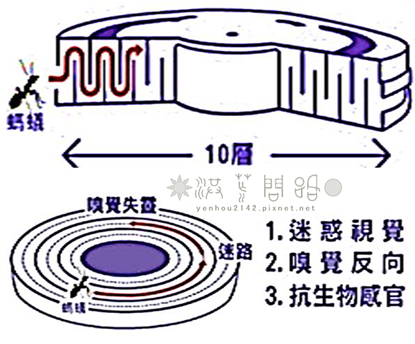 螞蟻01.png