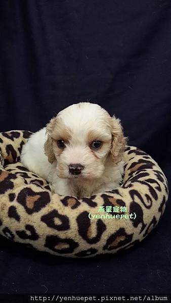 Cavachon騎士比熊103.12.1弟弟②