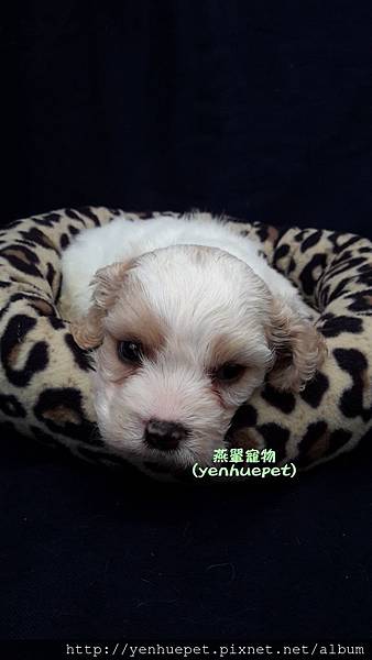 Cavachon騎士比熊103.12.1弟弟②