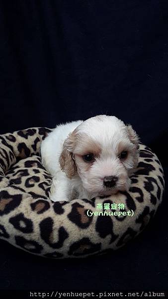 Cavachon騎士比熊103.12.1弟弟②