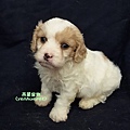 Cavachon騎士比熊103.12.1弟弟.3