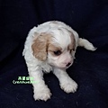 Cavachon騎士比熊103.12.1弟弟.3