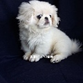 燕翬(ㄏㄨㄟ)寵物_北京犬/獅子狗Pekingese