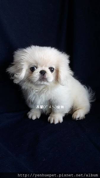 燕翬(ㄏㄨㄟ)寵物_北京犬/獅子狗Pekingese