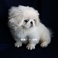 燕翬(ㄏㄨㄟ)寵物_北京犬/獅子狗Pekingese