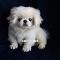 燕翬(ㄏㄨㄟ)寵物_北京犬/獅子狗Pekingese