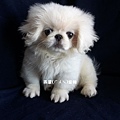 燕翬(ㄏㄨㄟ)寵物_北京犬/獅子狗Pekingese