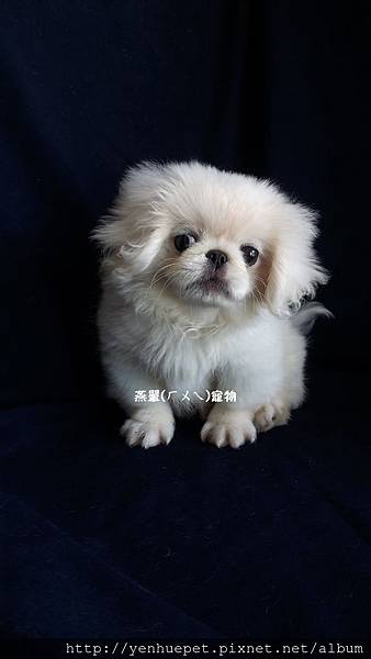 燕翬(ㄏㄨㄟ)寵物_北京犬/獅子狗Pekingese