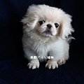 燕翬(ㄏㄨㄟ)寵物_北京犬/獅子狗Pekingese