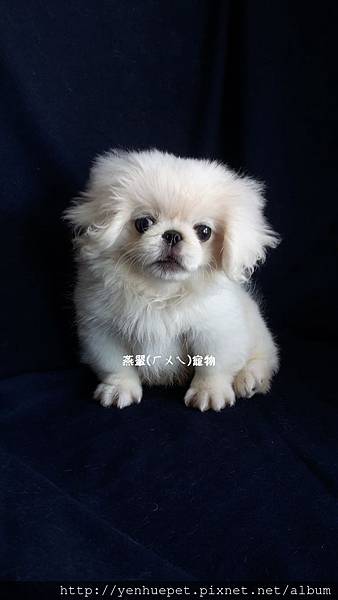 燕翬(ㄏㄨㄟ)寵物_北京犬/獅子狗Pekingese