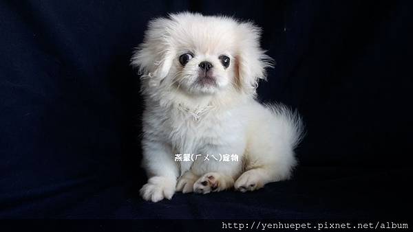 燕翬(ㄏㄨㄟ)寵物_北京犬/獅子狗Pekingese