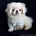 燕翬(ㄏㄨㄟ)寵物_北京犬/獅子狗Pekingese