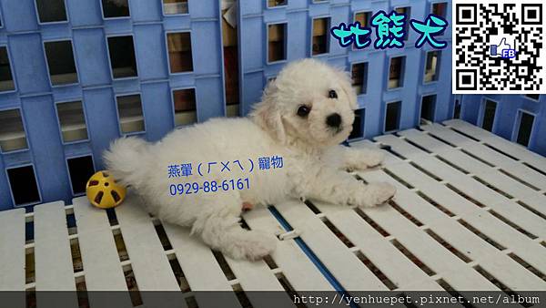 比熊犬BichonFrise 104.4.8誕生