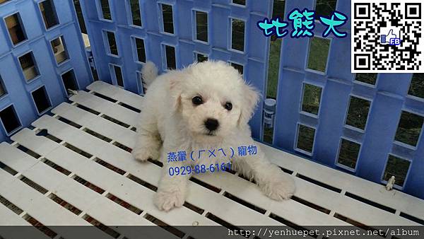 比熊犬BichonFrise 104.4.8誕生