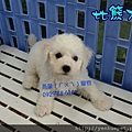 比熊犬BichonFrise 104.4.8誕生