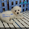 比熊犬BichonFrise 104.4.8誕生