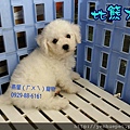 比熊犬BichonFrise 104.4.8誕生