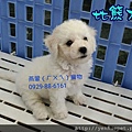 比熊犬BichonFrise 104.4.8誕生