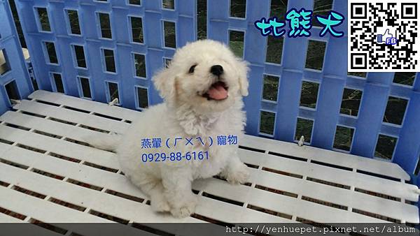 比熊犬BichonFrise 104.4.8誕生