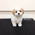 【騎士比熊犬Cavachon】