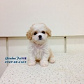 【騎士比熊犬Cavachon】0971-273-039