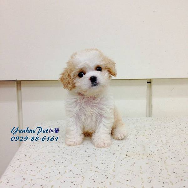 【騎士比熊犬Cavachon】0971-273-039