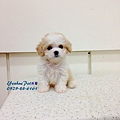 【騎士比熊犬Cavachon】0971-273-039