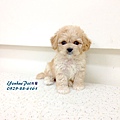 【騎士比熊犬Cavachon】0971-273-039