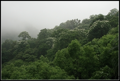 煙雨朦朧