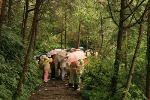 棲蘭神木區