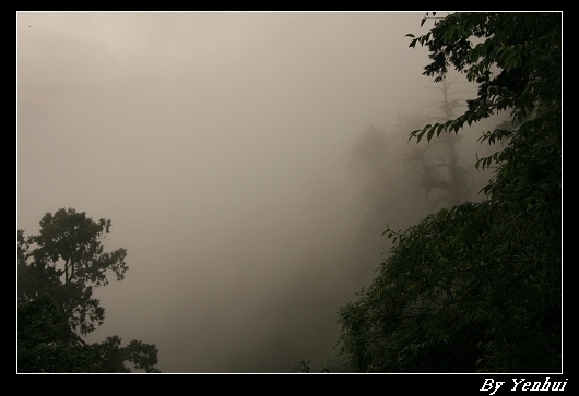 棲蘭神木區:偶爾飄來一陣霧