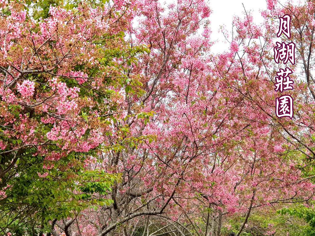 月湖莊園 (0).jpg